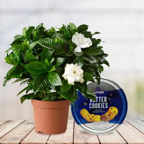 Delightful Gift of Jasmine Plant with Cookies