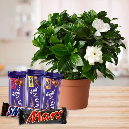 Blossom Filled Jasmine Plant with Chocolate Assortment
