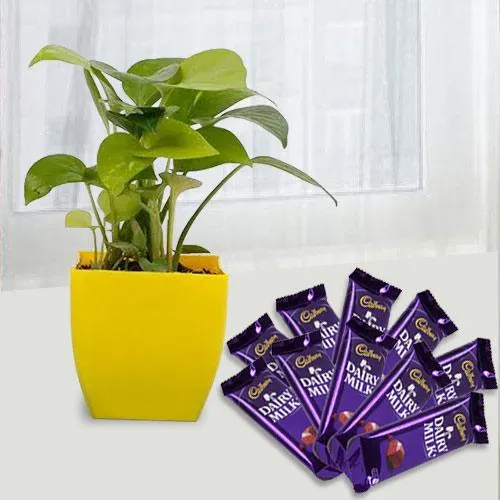 Fast Growing Money Plant N Chocolate Gift Combo