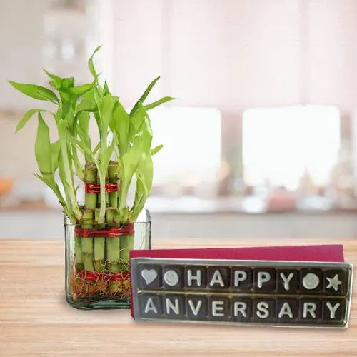 Two Layered Lucky Bamboo Plant with Handmade Chocolates