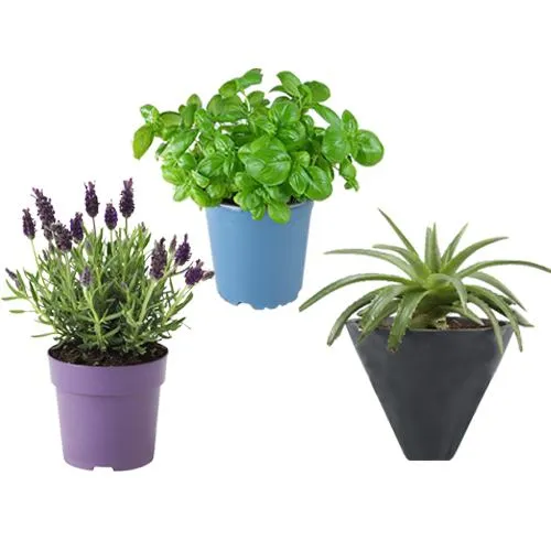 Healthy Aloe Vera, Basil N Lavender Plant Combo