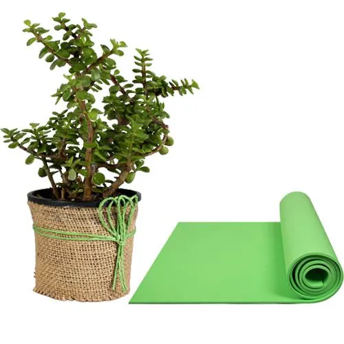 Wish Prosperity with Jade Plant n Yoga Mat