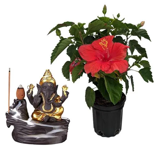Blossom-Filled Hibiscus Plant n Bal Ganesha Set