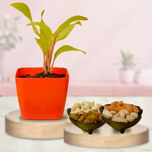 Air Purifying Philodendron Plant n Wholesome Nuts Duo