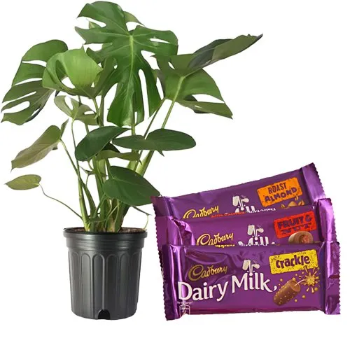 Air Purifying Philodendron Plant with Chocolaty Charm