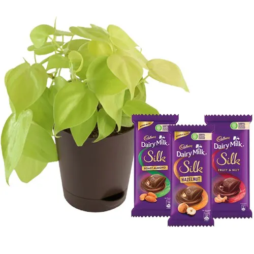 Air Purifying Philodendron Plant n Chocolate Jaunt