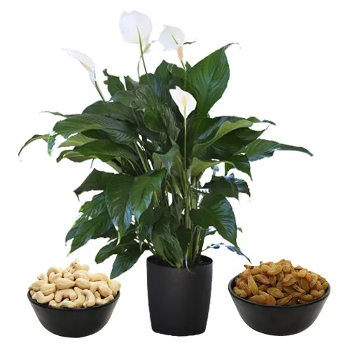 Air Purifying Peace Lily Plant N Dried Fruits Duo