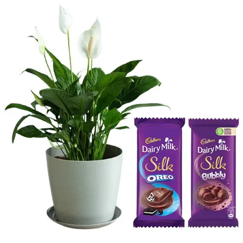 Air Purifying Peace Lily Plant n Chocolaty Magic