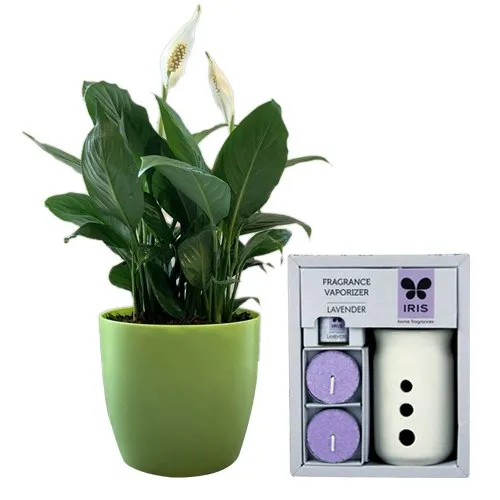 Refreshing Combo of Air Purifying Peace Lily n IRIS Vaporizer