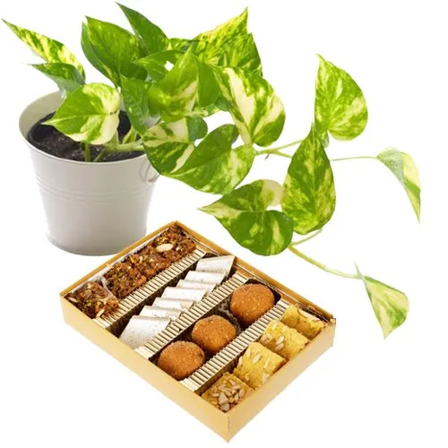 Air Purifying Golden Pothos Plant n Sweets Harmony