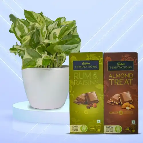 Air Purifying Golden Pothos Plant n Chocolaty Merger