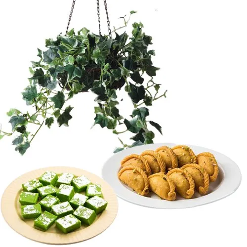 Air Purifying English Ivy Plant n Sweets Unplugged
