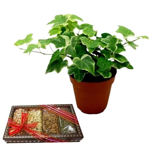 Air Purifying English Ivy Plant n Healthy Dried Fruits Combo