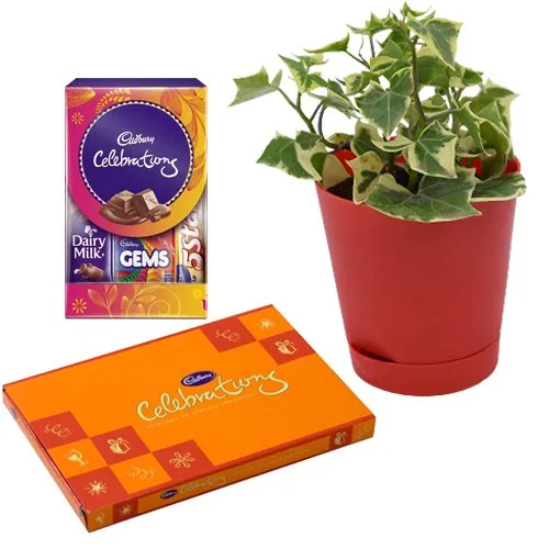 Air Purifying English Ivy Plant n Chocolaty entangle