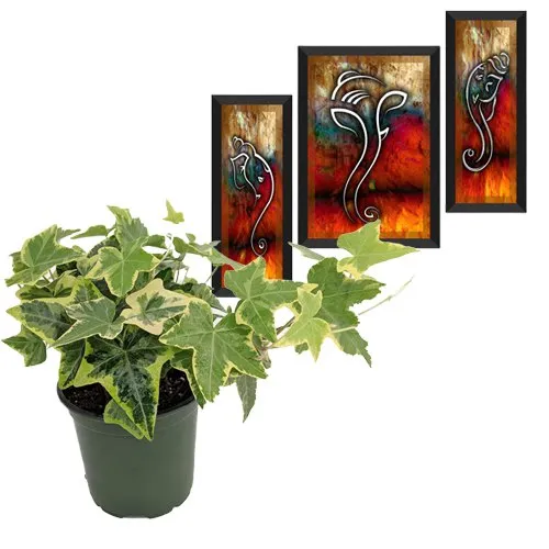 Air Purifying English Ivy Plant With Classic Home Decor Ganesha Art