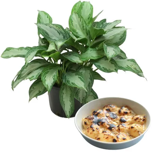 Air Purifying Aglaonema Modestum n Balaram Mullick Sweets Treat