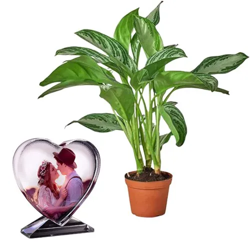 Air Purifying Aglaonema Modestum with Unique Personalised Heart Glass Table Top