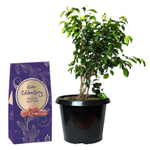 Air Purifying Weeping Fig Plant n Chocolatyness Unlocked
