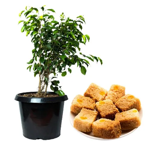 Air Purifying Weeping Fig Plant n Sweet Sensations