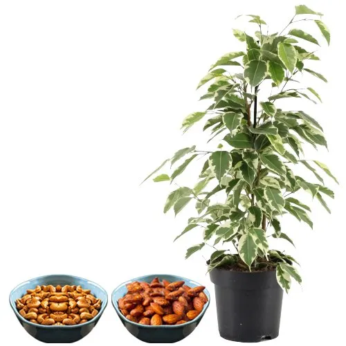 Air Purifying Weeping Fig Plant n Dried Fruits Combo