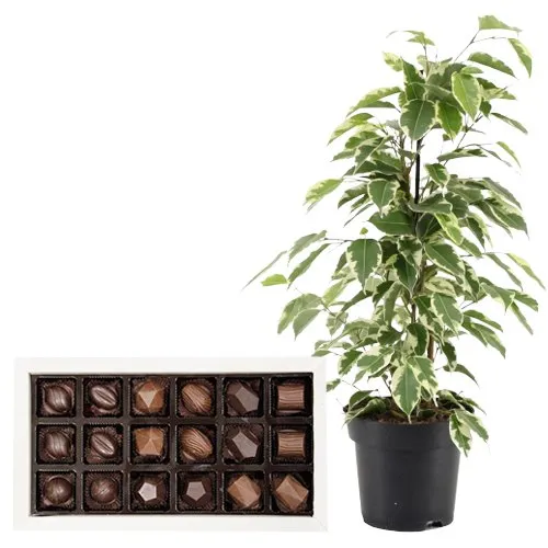 Air Purifying Weeping Fig Plant n Chocolaty Retreat