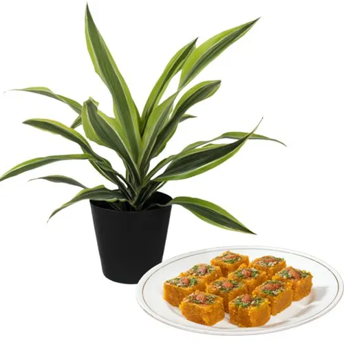 Air Purifying Warneck Dracaena n Drooling Sweet