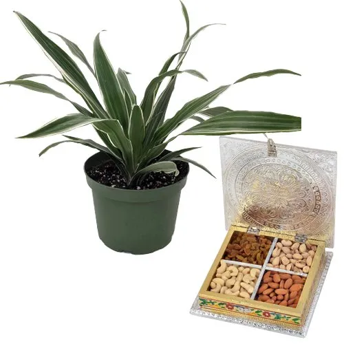 Air Purifying Warneck Dracaena n Tasteful Dried Fruits Box