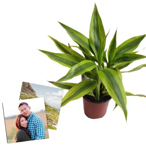 Air Purifying Warneck Dracaena with Personalised Photo Tile Duo