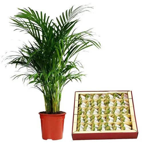 Air Purifying Areca Palm Plant n Sweetness retold