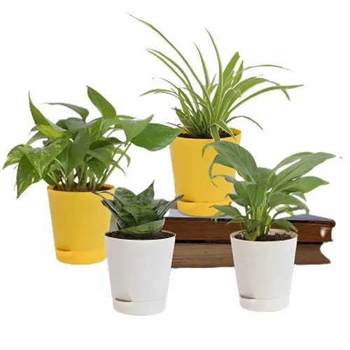 Soothing Pals - Set of 4 Air Purifying Plants