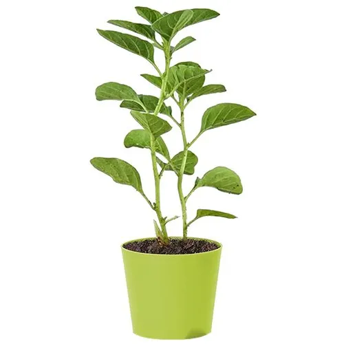 Astonishing Ashwagandha Plant with Green Pot