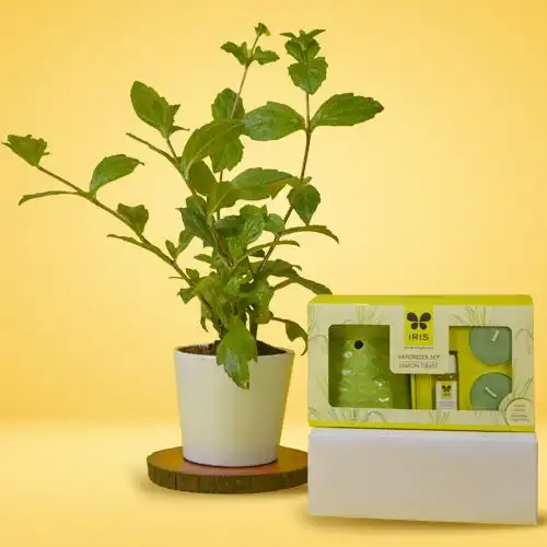 Potted Vringraj Plant with Iris Lemon Grass Ceramic Vaporizer Set