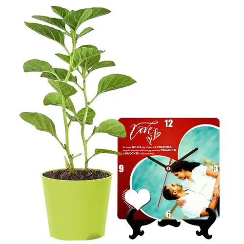 Awesome Aswagandha Plant N Pesonalised Photo Table Clock Combo