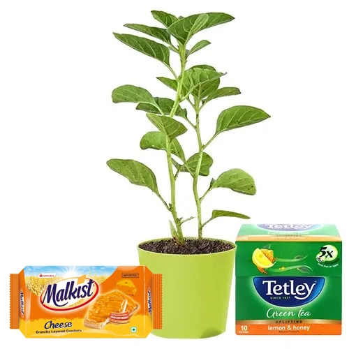 Stunning combo of Aswagandha Plant with Tetley Green Tea N Malkist Crackers (138 gm)