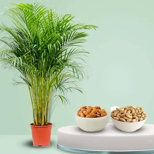 Remarkable Pair of Areca Palm Plant with Almonds N Cashews