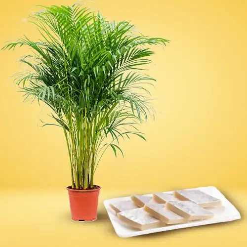 Adorable Areca Palm Plant with Kaju Katli Treat