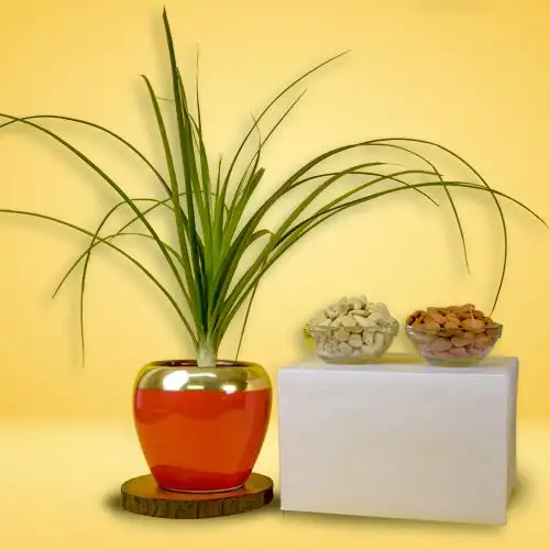 Aesthetic Combo of Pony Tail Palm Plant with Assorted Dry Fruits