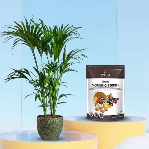 Splendid Kentia Palm Plant with Roastaa Morning Berries Combo