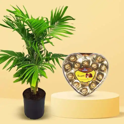 Air Purifying Christmas Palm Plant with Chocolate Fiesta