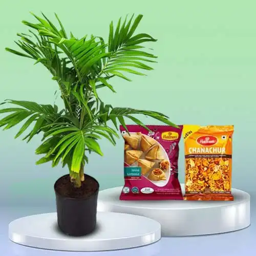 Remarkable Christmas Palm Plant N Assorted Snacks Combo