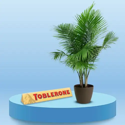 Air Purifying Majesty Palm Plant with Choocolicious Surrender