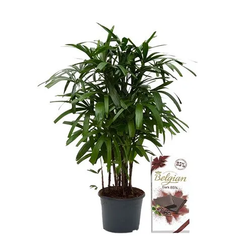 Hue of Green Broadleaf lady Palm Plant N Belgian Dark Chocolate Pair