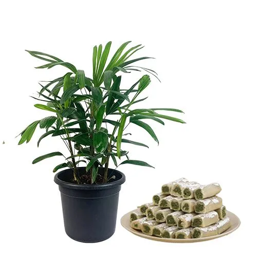 Impressive Broadleaf lady Palm Plant with Kaju Pista Roll Combo