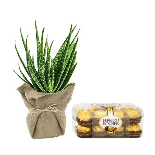 Ethereal Combo of Jute Wrapped Aloe Vera Plant N Ferrero Rocher