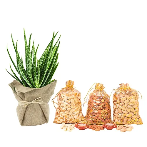 Exclusive Jute Wrapped Aloe Vera Plant with Dry Fruits Assortments