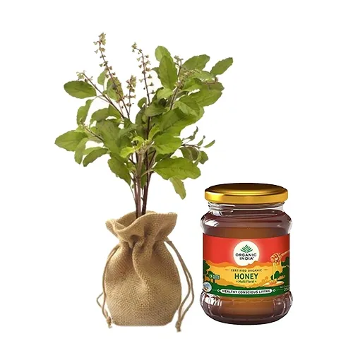 Elegant gift of Jute Wrapped Tulsi Plant N Organic India Honey