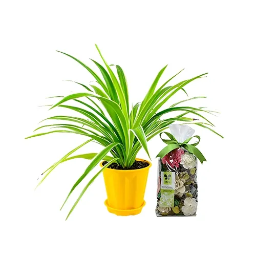 Aesthetic Pairing of Spider Plant with IRIS Potpourri