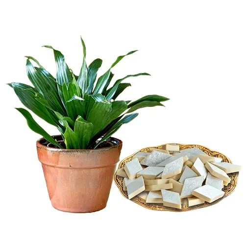 Marvelous Dracena Plant N Kaju Katli Sweet Connection