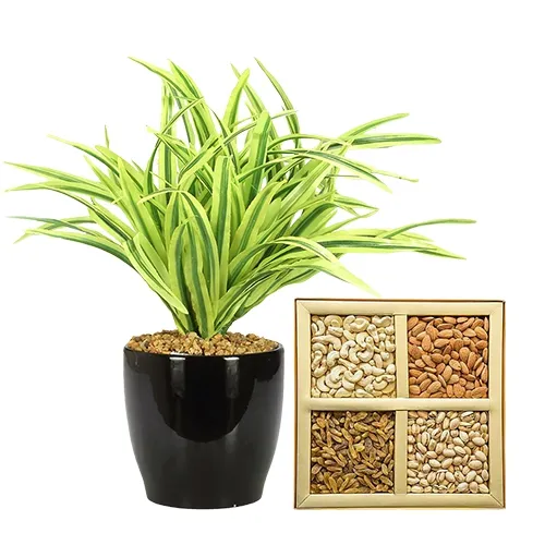 Distinctive Pair of Dracena Plant N Dry Fruit Assortment