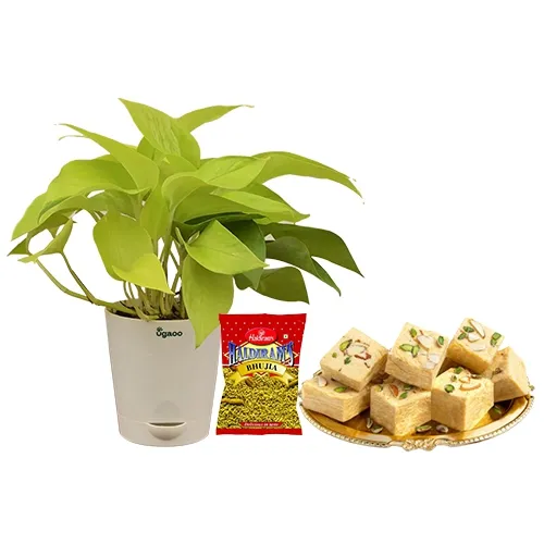 Good Luck Money Plant with Bujhia N Soan Papdi Gift